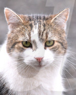NEWS - Immer im Fokus: Larry, die Katze von Downing Street 10