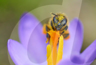 FEATURE - Biene sammelt Pollen