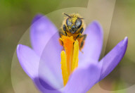 FEATURE - Biene sammelt Pollen