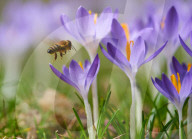 FEATURE - Biene sammelt Pollen