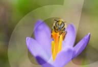 FEATURE - Biene sammelt Pollen