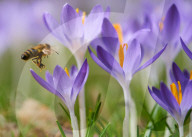 FEATURE - Biene sammelt Pollen