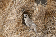 FEATURE - Riesige Vogelnester an Schildern und Masten in Südafrika