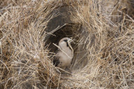FEATURE - Riesige Vogelnester an Schildern und Masten in Südafrika