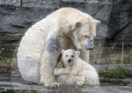 Polar bear cub and mother Tonja in the Berlin Zoo