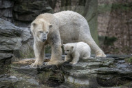 Polar bear cub and mother Tonja in the Berlin Zoo