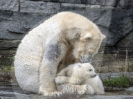 Polar bear cub and mother Tonja in the Berlin Zoo