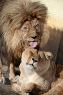 FEATURE - Liebkosung auf Löwenart