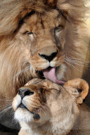 FEATURE - Liebkosung auf Löwenart