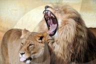 FEATURE - Liebkosung auf Löwenart