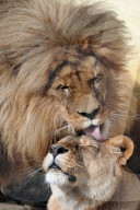 FEATURE - Liebkosung auf Löwenart