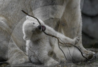 Germany: Polar Bear Cub in Berlin