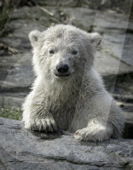 Germany: Polar Bear Cub in Berlin