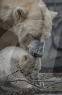 Germany: Polar Bear Cub in Berlin