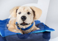 FEATURE - Roboterplüschhund hilft Demenzkranken