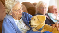 FEATURE - Roboterplüschhund hilft Demenzkranken