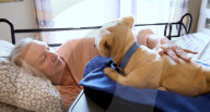 FEATURE - Roboterplüschhund hilft Demenzkranken