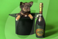 FEATURE - Fototermin für Chihuahua Buffy