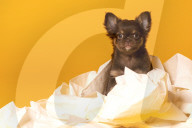 FEATURE - Fototermin für Chihuahua Buffy