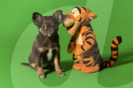 FEATURE - Fototermin für Chihuahua Buffy
