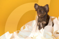 FEATURE - Fototermin für Chihuahua Buffy