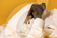 FEATURE - Fototermin für Chihuahua Buffy