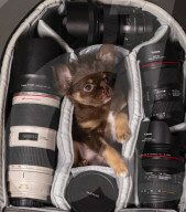 FEATURE - Fototermin für Chihuahua Buffy