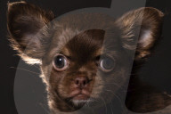 FEATURE - Fototermin für Chihuahua Buffy