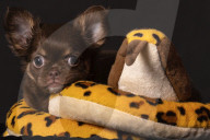 FEATURE - Fototermin für Chihuahua Buffy