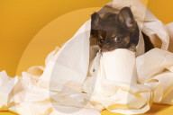 FEATURE - Fototermin für Chihuahua Buffy