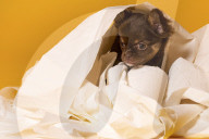 FEATURE - Fototermin für Chihuahua Buffy