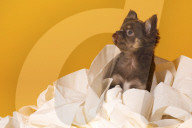 FEATURE - Fototermin für Chihuahua Buffy