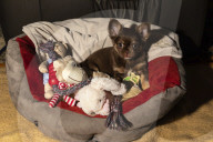FEATURE - Fototermin für Chihuahua Buffy