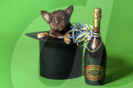 FEATURE - Fototermin für Chihuahua Buffy
