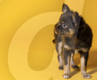 FEATURE - Fototermin für Chihuahua Buffy