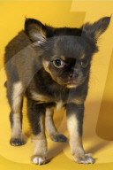 FEATURE - Fototermin für Chihuahua Buffy