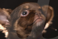 FEATURE - Fototermin für Chihuahua Buffy