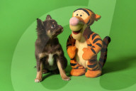 FEATURE - Fototermin für Chihuahua Buffy