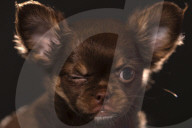 FEATURE - Fototermin für Chihuahua Buffy