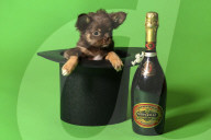 FEATURE - Fototermin für Chihuahua Buffy