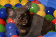 FEATURE - Fototermin für Chihuahua Buffy