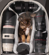 FEATURE - Fototermin für Chihuahua Buffy