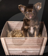 FEATURE - Fototermin für Chihuahua Buffy