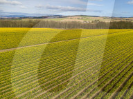 FEATURE - Der Frühling ist da: Ein Feld blühender Osterglocken nahe Montrose