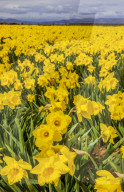 FEATURE - Der Frühling ist da: Ein Feld blühender Osterglocken nahe Montrose