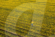 FEATURE - Der Frühling ist da: Ein Feld blühender Osterglocken nahe Montrose