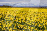 FEATURE - Der Frühling ist da: Ein Feld blühender Osterglocken nahe Montrose