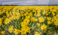 FEATURE - Der Frühling ist da: Ein Feld blühender Osterglocken nahe Montrose