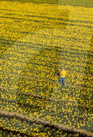 FEATURE - Der Frühling ist da: Ein Feld blühender Osterglocken nahe Montrose