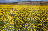 FEATURE - Der Frühling ist da: Ein Feld blühender Osterglocken nahe Montrose